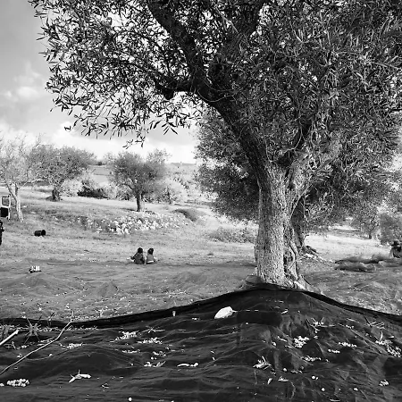 Apartment Equi Trullo Alberobello